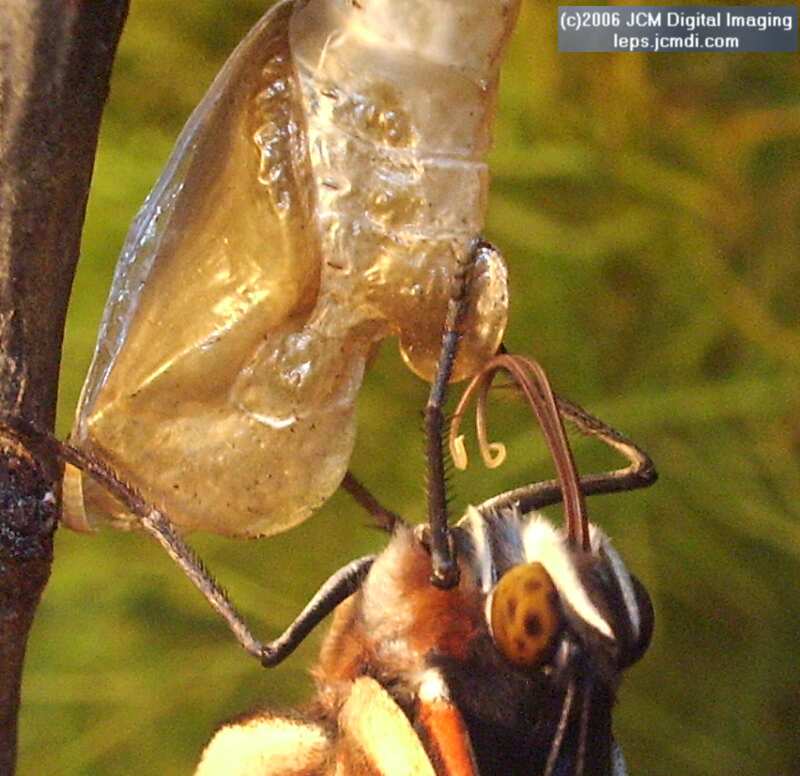 Limenitis lorquini (Lorquin's Admiral) Life Cycle JCMDI image