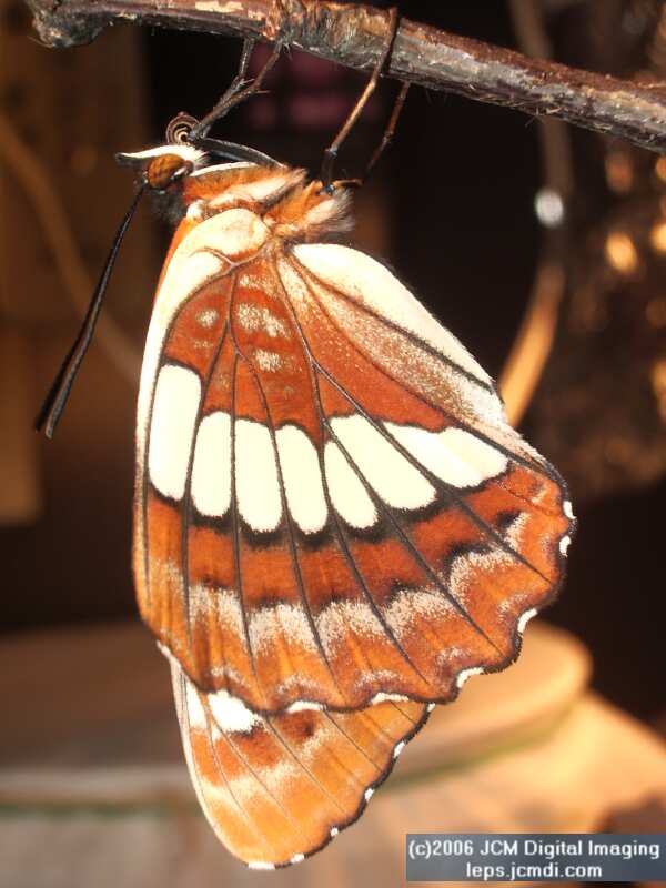 Limenitis lorquini (Lorquin's Admiral) Life Cycle JCMDI image