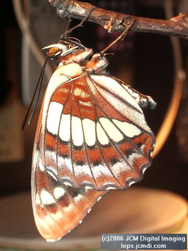 Limenitis lorquini (Lorquin's Admiral) Life Cycle JCMDI image