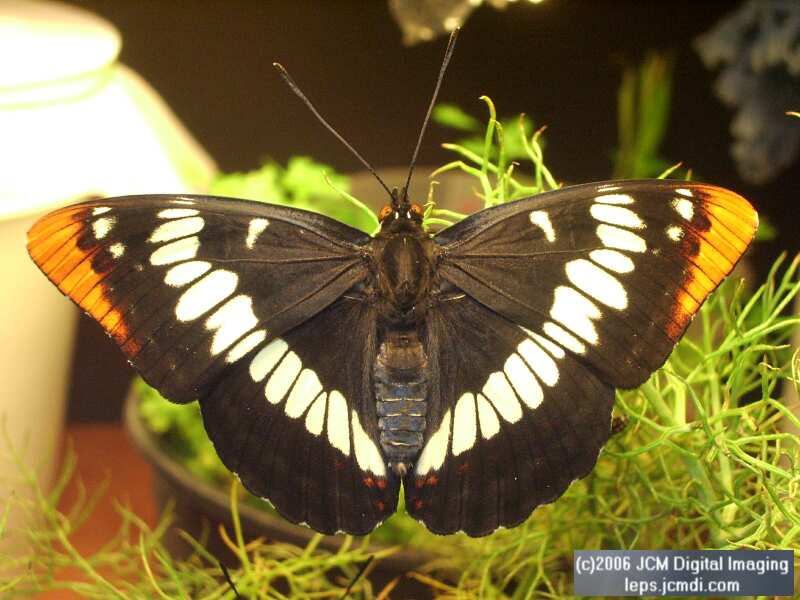 Limenitis lorquini (Lorquin's Admiral) Life Cycle JCMDI image