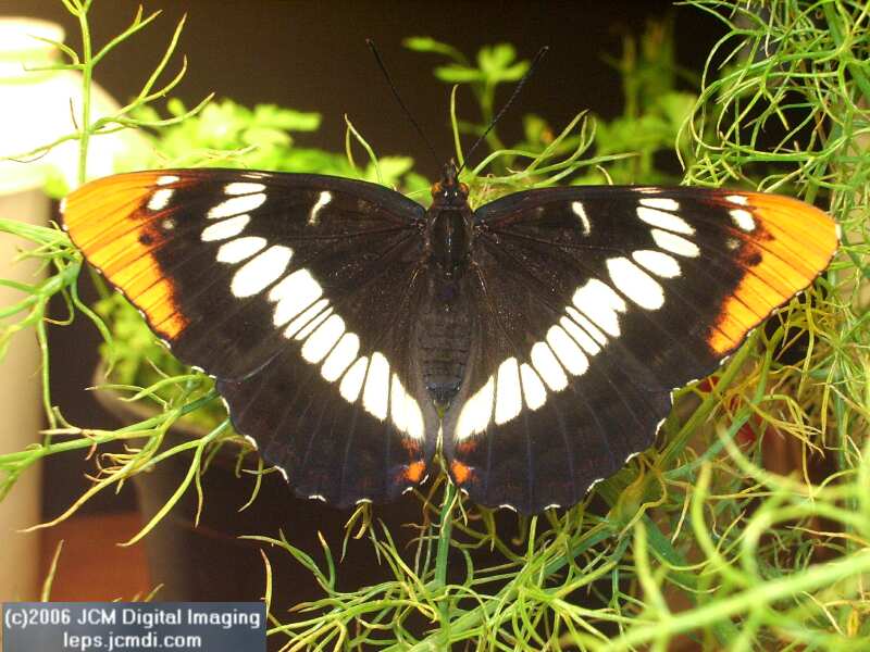 Limenitis lorquini (Lorquin's Admiral) Life Cycle JCMDI image