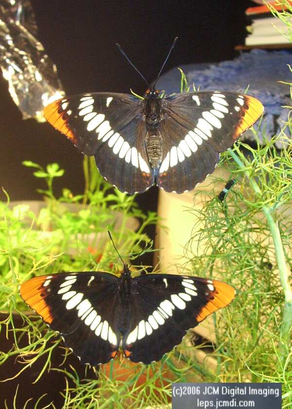 Limenitis lorquini (Lorquin's Admiral) Life Cycle JCMDI image