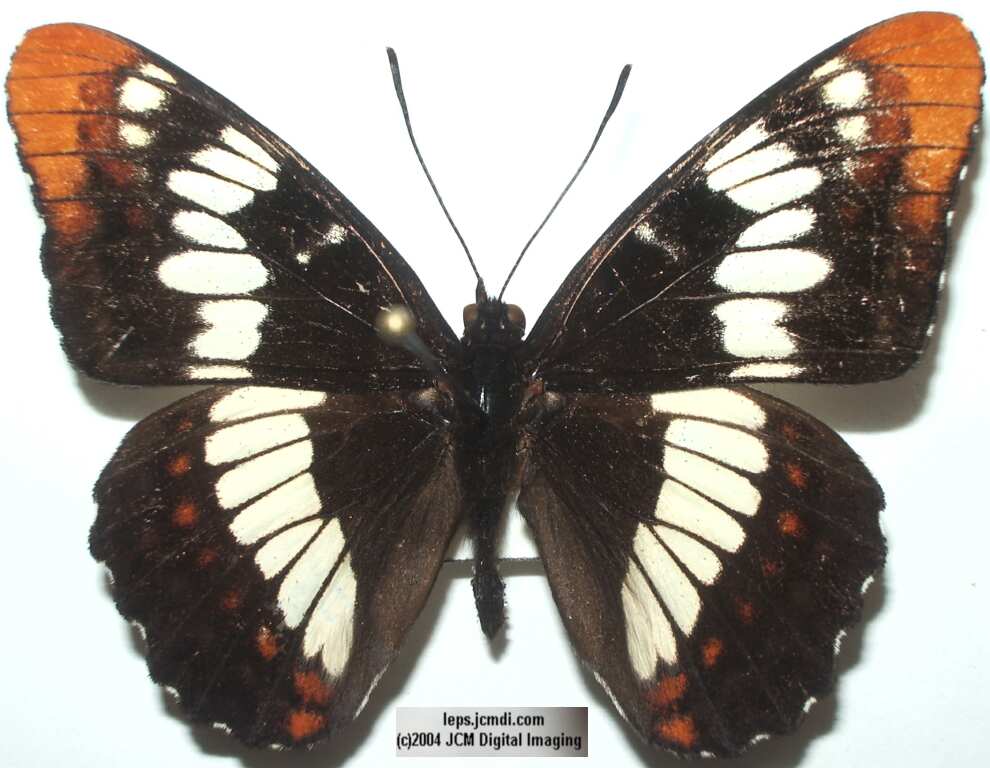 Limenitis lorquini (Lorquin's Admiral) butterfly image posted on and c jcmdi.com lepidoptera insect nymphalidae
