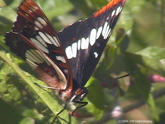 Limenitis lorquini (Lorquin's Admiral) butterfly image posted on and c jcmdi.com lepidoptera insect nymphalidae