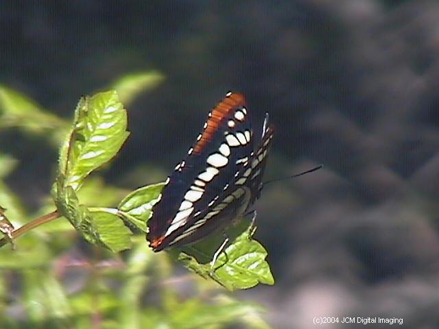 Limenitis lorquini (Lorquin's Admiral) butterfly image posted on and c jcmdi.com lepidoptera insect nymphalidae