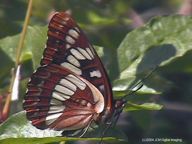 Limenitis lorquini (Lorquin's Admiral) butterfly image posted on and c jcmdi.com lepidoptera insect nymphalidae