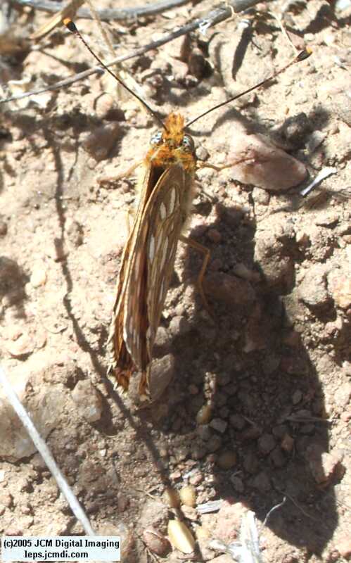 Speyeria callippe macaria (Macaria Fritillary) Life Cycle image JCMDI.COM 