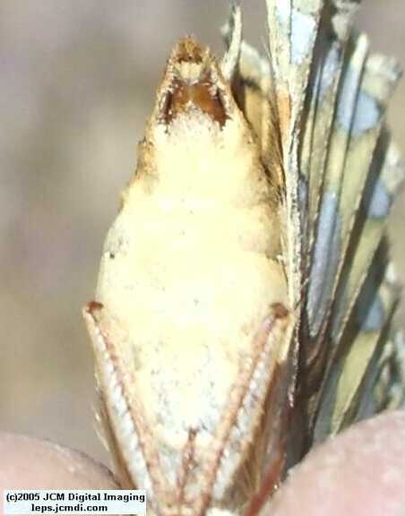 Speyeria callippe macaria (Macaria Fritillary) Life Cycle image JCMDI.COM 