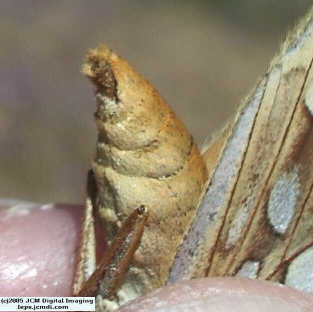 Speyeria callippe macaria (Macaria Fritillary) Life Cycle image JCMDI.COM 