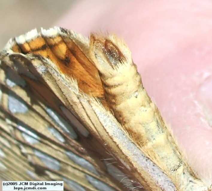 Speyeria callippe macaria (Macaria Fritillary) Life Cycle image JCMDI.COM 