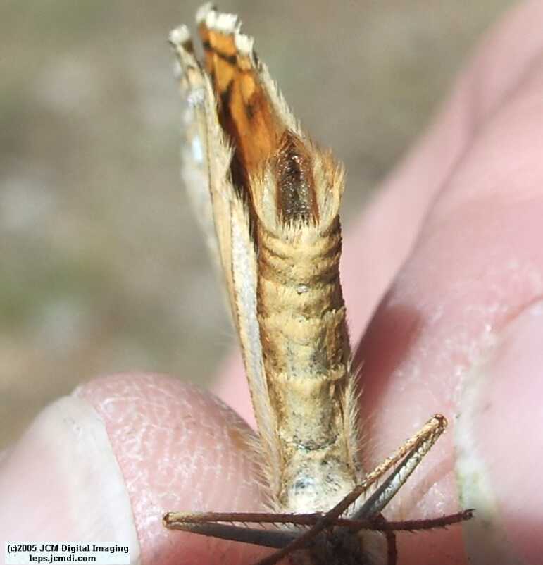 Speyeria callippe macaria (Macaria Fritillary) Life Cycle image JCMDI.COM 