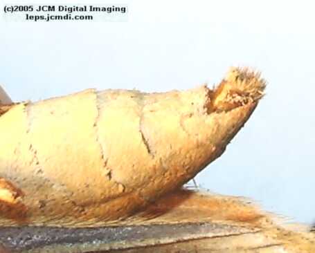 Speyeria callippe macaria (Macaria Fritillary) Life Cycle image JCMDI.COM 