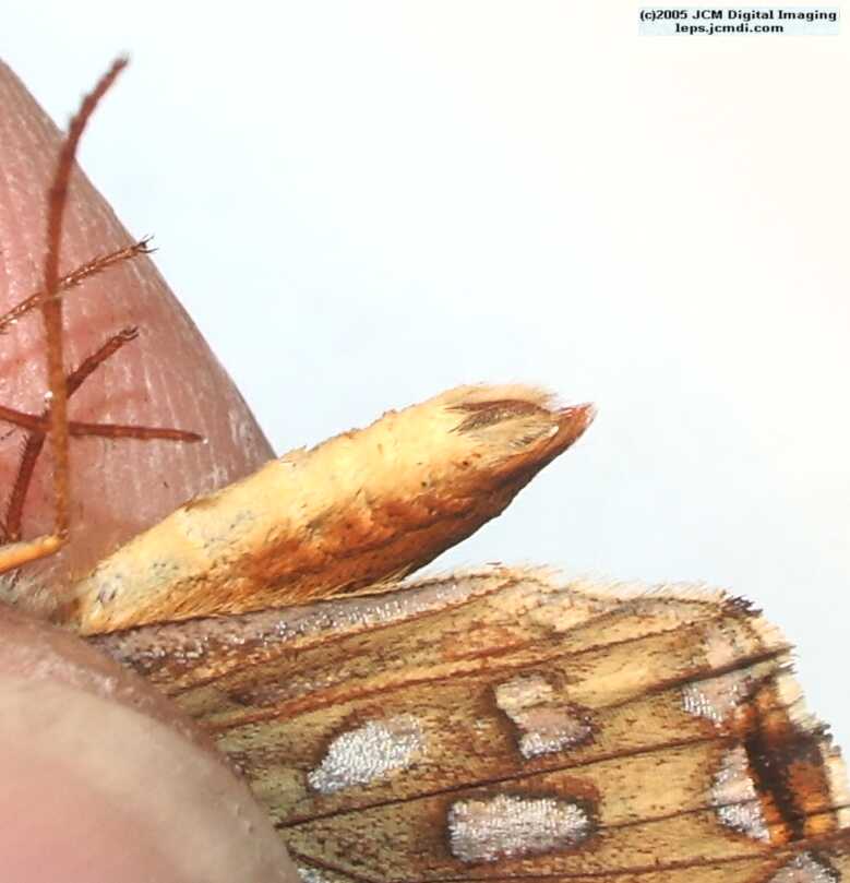 Speyeria callippe macaria (Macaria Fritillary) Life Cycle image JCMDI.COM 