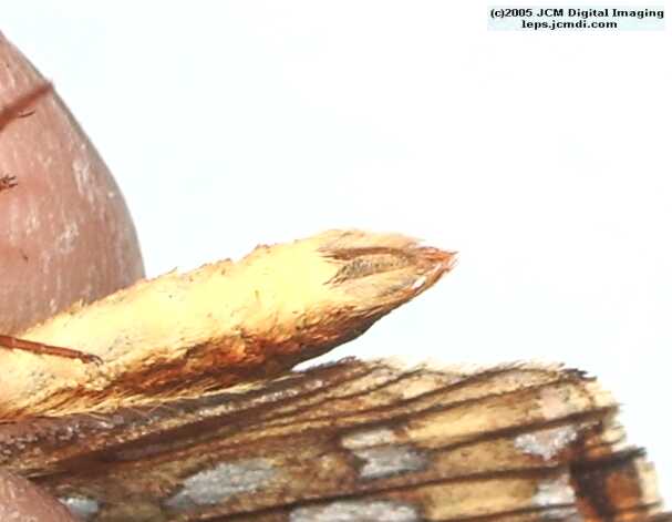 Speyeria callippe macaria (Macaria Fritillary) Life Cycle image JCMDI.COM 