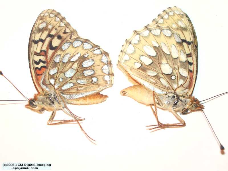 Speyeria callippe macaria (Macaria Fritillary) Life Cycle image JCMDI.COM 