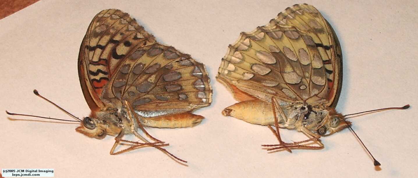 Speyeria callippe macaria (Macaria Fritillary) Life Cycle image JCMDI.COM 