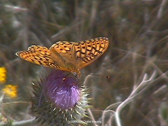 Speyeria callippe macaria (Macaria Fritillary) Life Cycle image JCMDI.COM 