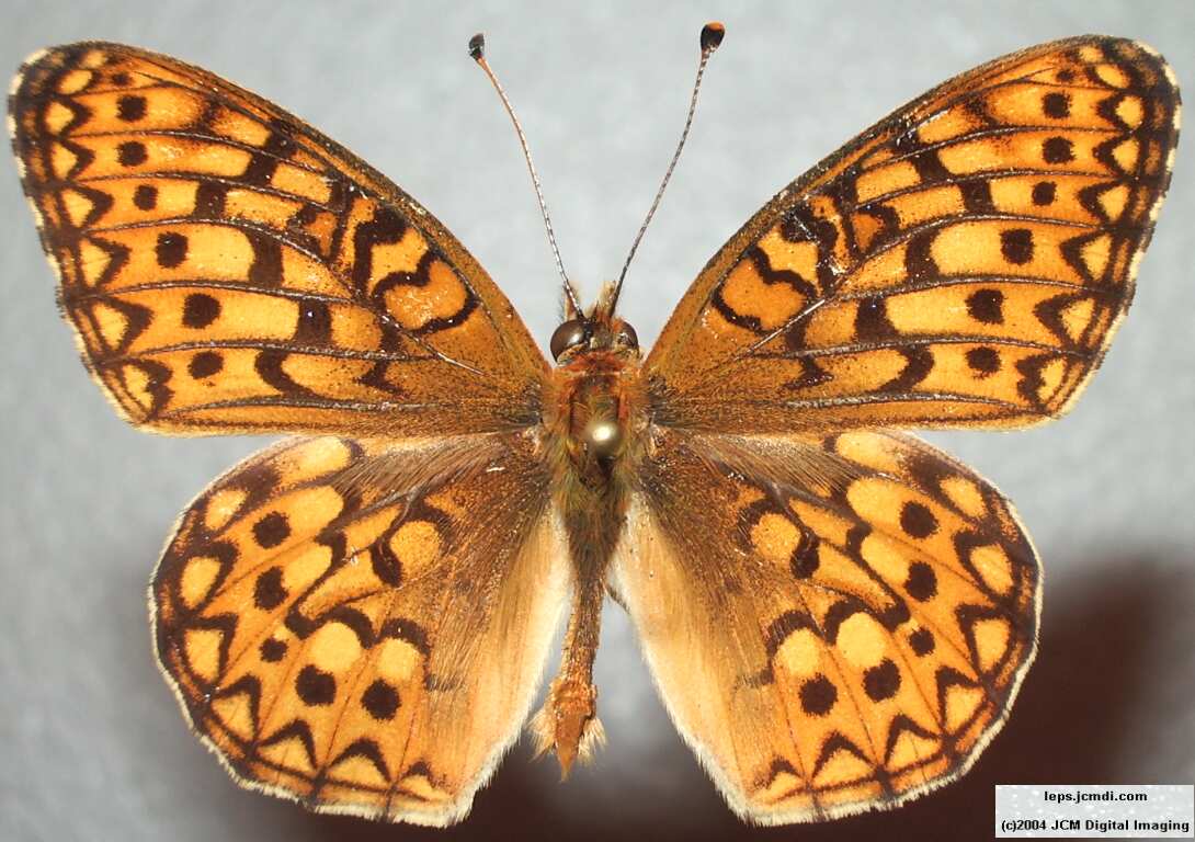 Speyeria callippe macaria (Macaria Fritillary) Life Cycle image JCMDI.COM 