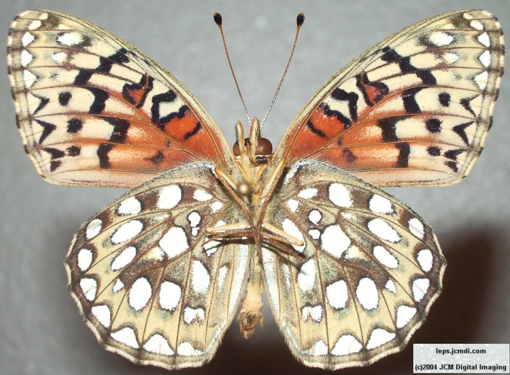 Speyeria callippe macaria (Macaria Fritillary) Life Cycle image JCMDI.COM 