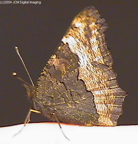 Nymphalis milberti (Milbert's Tortoiseshell) Life Cycle image JCMDI.COM 