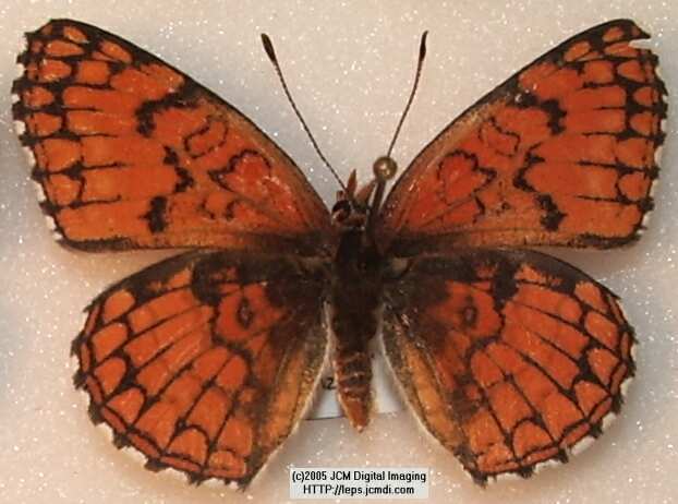 Chlosyne neumoegeni (Neumoegeni's Checkerspot) Life Cycle image JCMDI.COM 