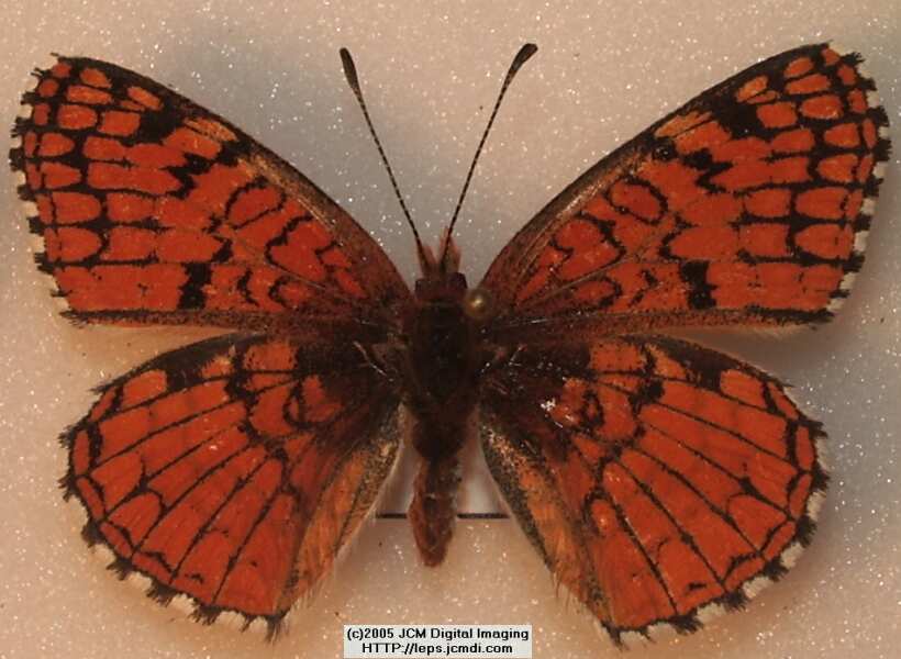 Chlosyne neumoegeni (Neumoegeni's Checkerspot) Life Cycle image JCMDI.COM 