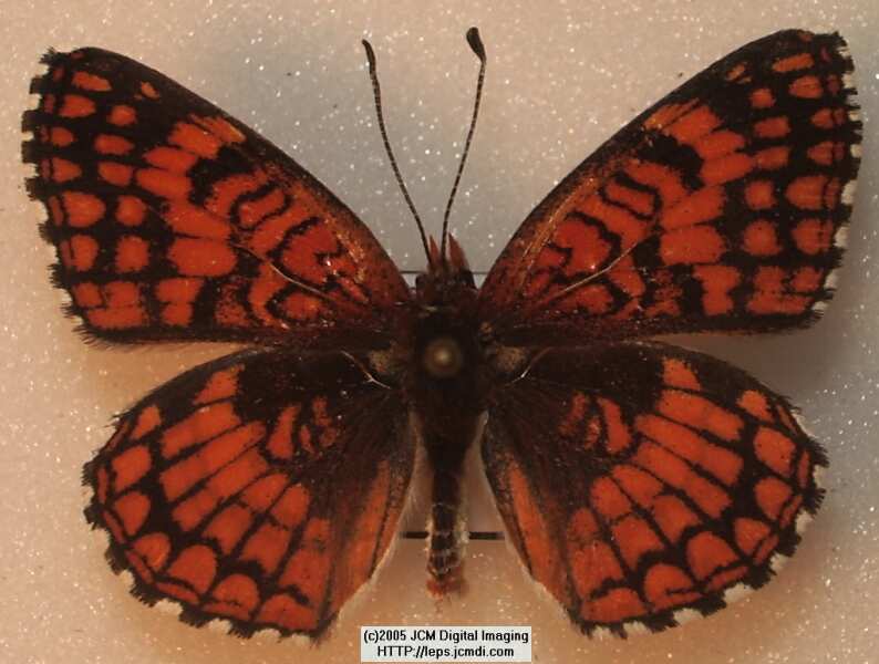 Chlosyne neumoegeni (Neumoegeni's Checkerspot) Life Cycle image JCMDI.COM 