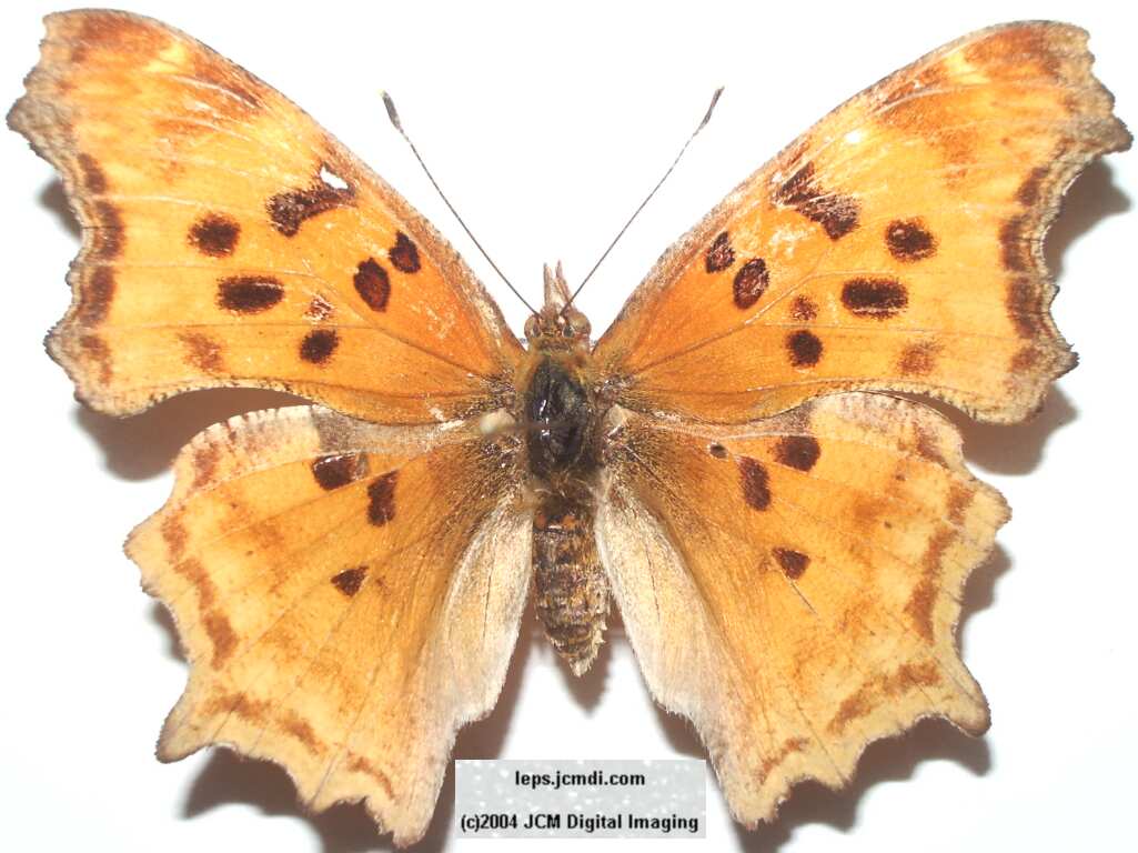 Polygonia satyrus (Satyr) Life Cycle image JCMDI.COM 