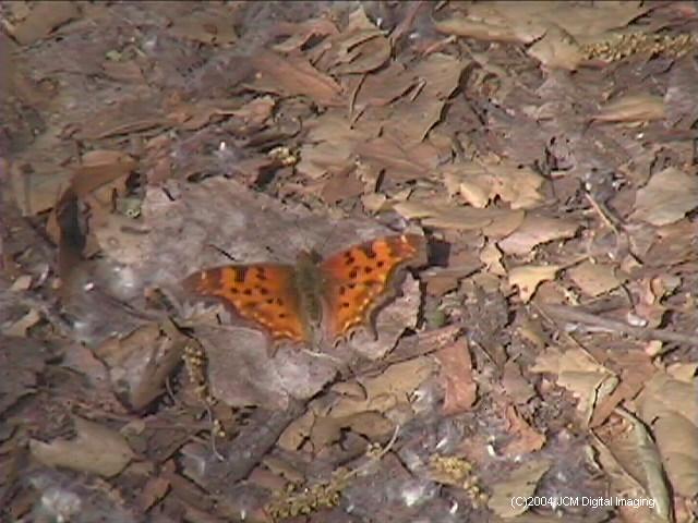 Polygonia satyrus (Satyr) Life Cycle image JCMDI.COM 