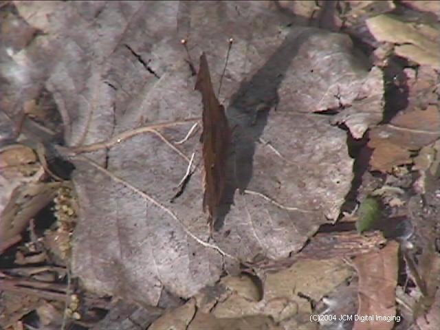 Polygonia satyrus (Satyr) Life Cycle image JCMDI.COM 