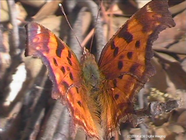 Polygonia satyrus (Satyr) Life Cycle image JCMDI.COM 