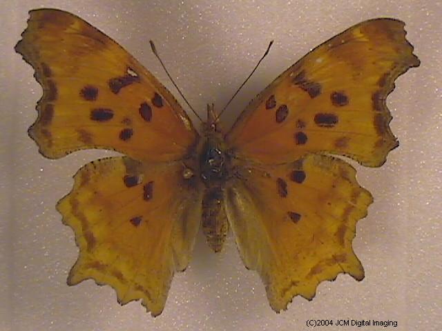 Polygonia satyrus (Satyr) Life Cycle image JCMDI.COM 