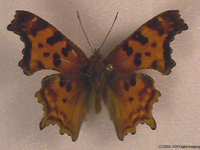 Polygonia satyrus (Satyr) Life Cycle image JCMDI.COM 
