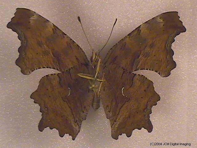 Polygonia satyrus (Satyr) Life Cycle image JCMDI.COM 