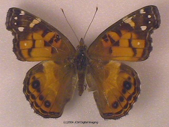 Vanessa virginiensis (American Painted Lady) Life Cycle image JCMDI.COM 
