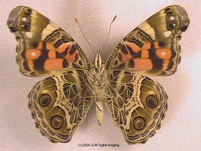 Vanessa virginiensis (American Painted Lady) Life Cycle image JCMDI.COM 