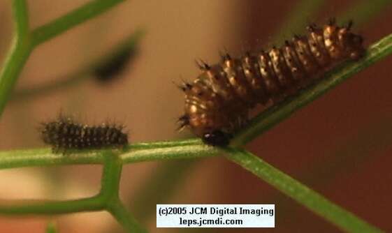 Papilio polyxenes coloro (Desert Black Swallowtail), formerly called Papilio rudkini (Rudkin's Swallowtail) Life Cycle JCMDI image