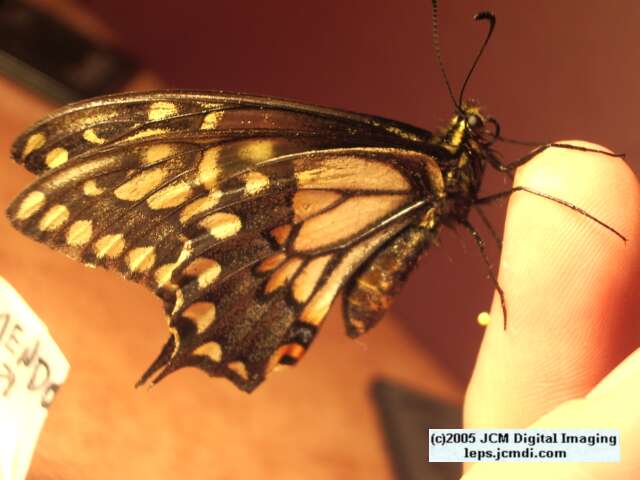Papilio polyxenes coloro (Desert Black Swallowtail), formerly called Papilio rudkini (Rudkin's Swallowtail) Life Cycle JCMDI image