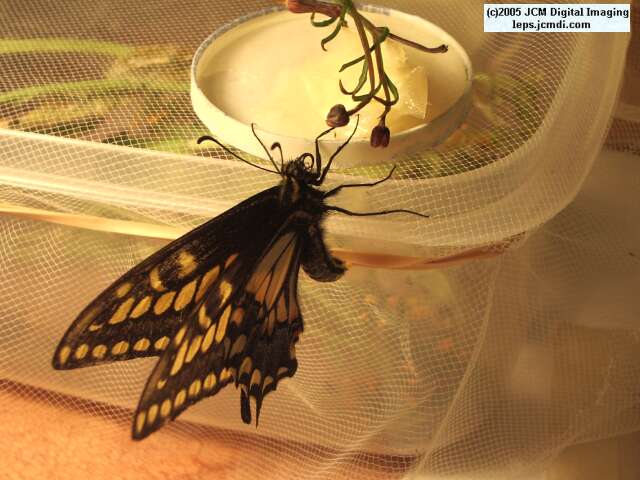 Papilio polyxenes coloro (Desert Black Swallowtail), formerly called Papilio rudkini (Rudkin's Swallowtail) Life Cycle JCMDI image