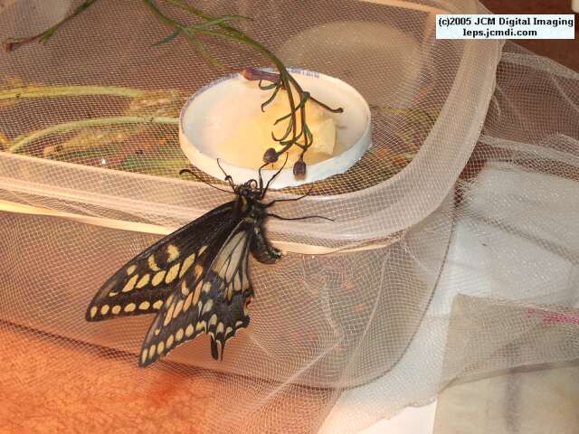 Papilio polyxenes coloro (Desert Black Swallowtail), formerly called Papilio rudkini (Rudkin's Swallowtail) Life Cycle JCMDI image
