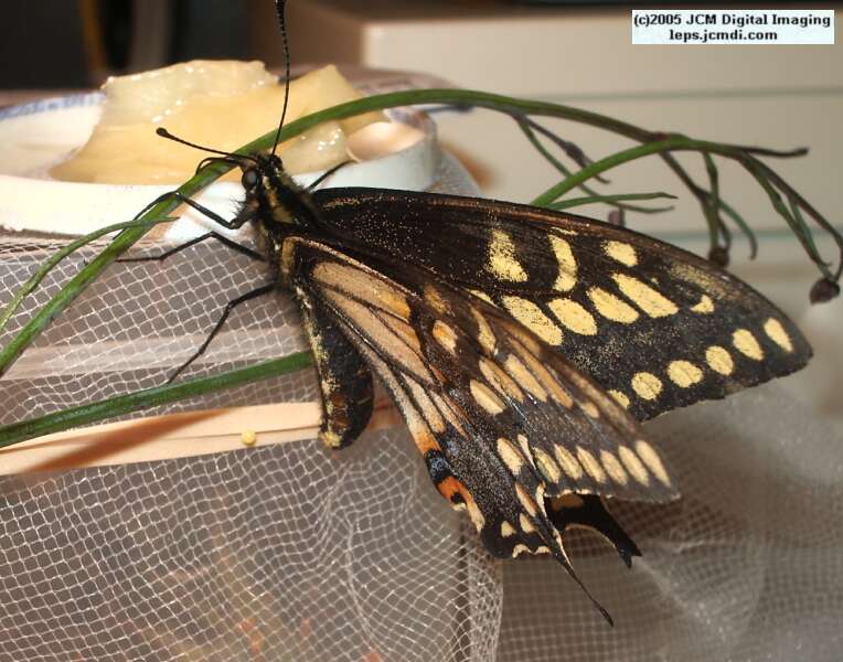 Papilio polyxenes coloro (Desert Black Swallowtail), formerly called Papilio rudkini (Rudkin's Swallowtail) Life Cycle JCMDI image