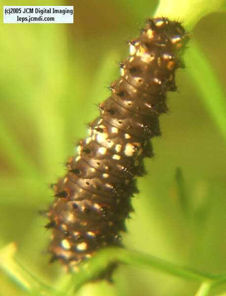 Papilio polyxenes coloro (Desert Black Swallowtail), formerly called Papilio rudkini (Rudkin's Swallowtail) Life Cycle JCMDI image