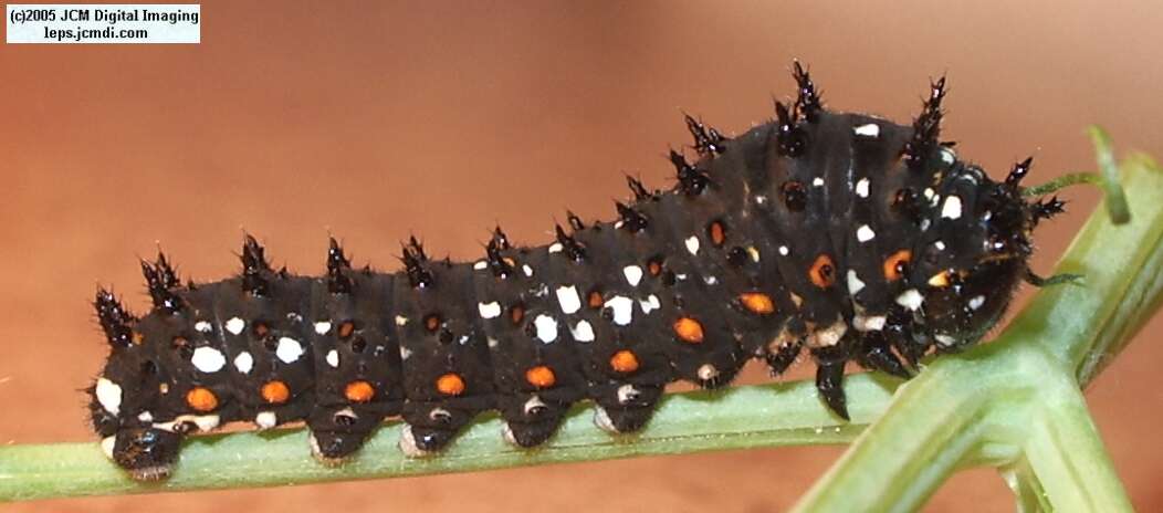 Papilio polyxenes coloro (Desert Black Swallowtail), formerly called Papilio rudkini (Rudkin's Swallowtail) Life Cycle JCMDI image