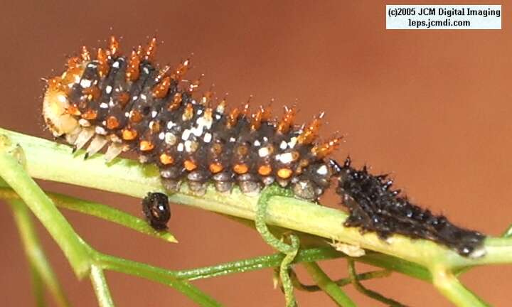 Papilio polyxenes coloro (Desert Black Swallowtail), formerly called Papilio rudkini (Rudkin's Swallowtail) Life Cycle JCMDI image