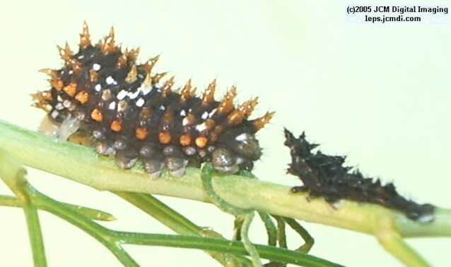 Papilio polyxenes coloro (Desert Black Swallowtail), formerly called Papilio rudkini (Rudkin's Swallowtail) Life Cycle JCMDI image