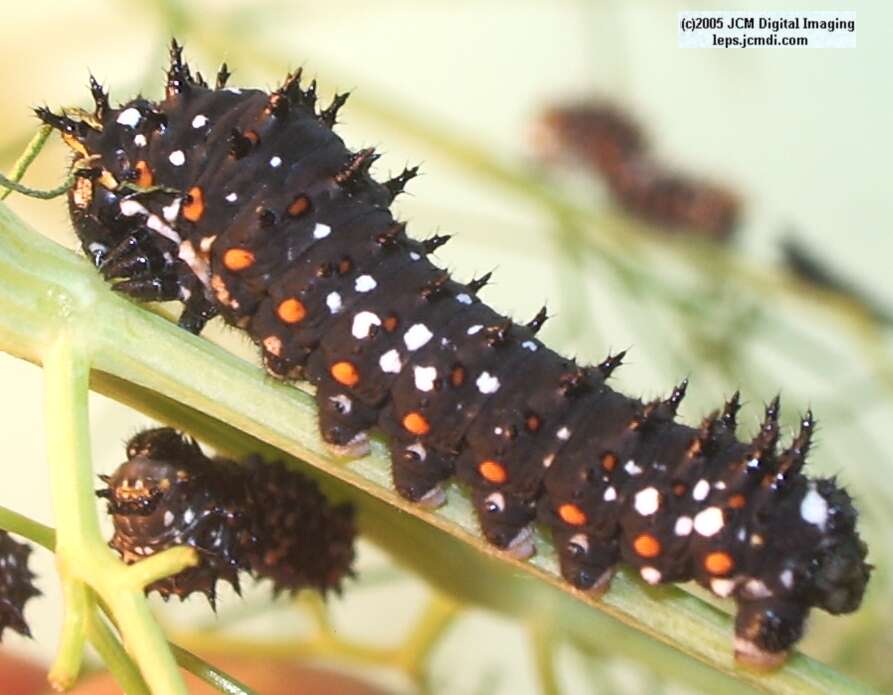 Papilio polyxenes coloro (Desert Black Swallowtail), formerly called Papilio rudkini (Rudkin's Swallowtail) Life Cycle JCMDI image