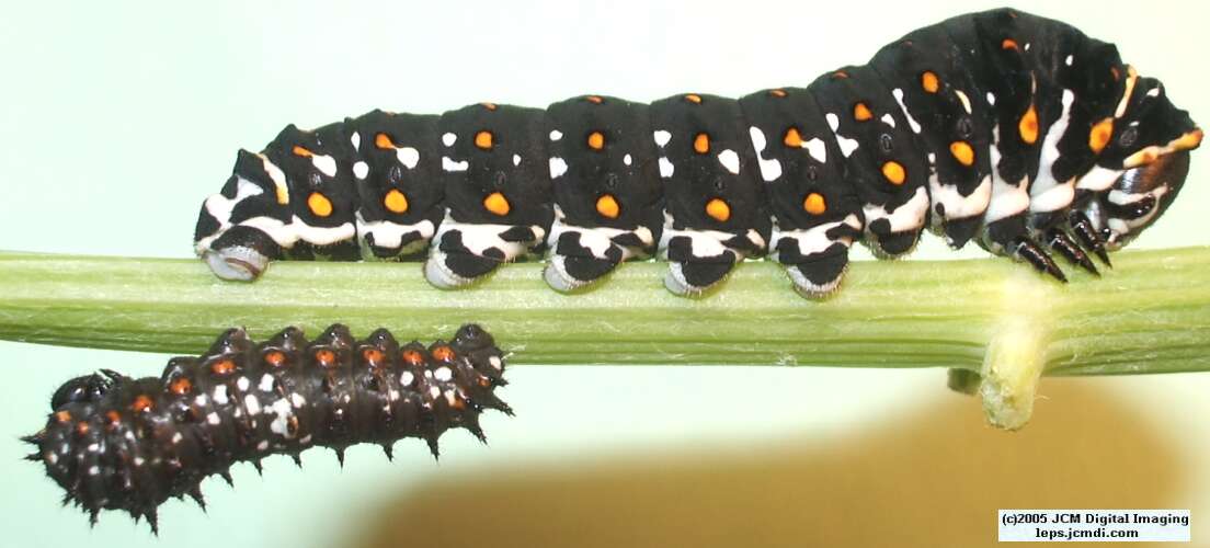 Papilio polyxenes coloro (Desert Black Swallowtail), formerly called Papilio rudkini (Rudkin's Swallowtail) Life Cycle JCMDI image
