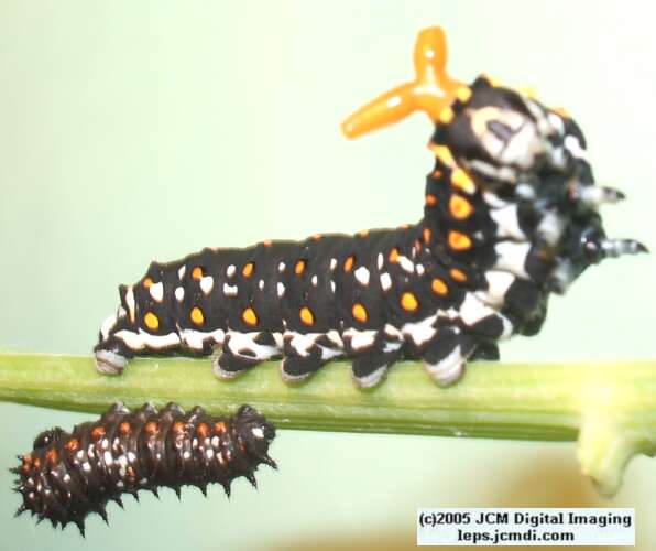 Papilio polyxenes coloro (Desert Black Swallowtail), formerly called Papilio rudkini (Rudkin's Swallowtail) Life Cycle JCMDI image