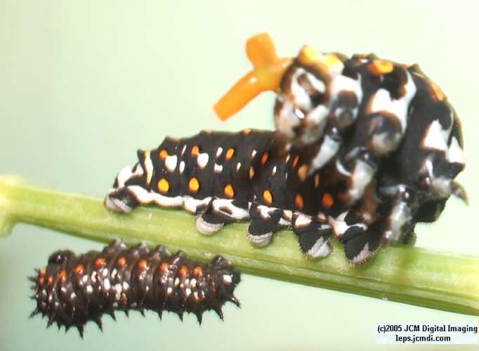 Papilio polyxenes coloro (Desert Black Swallowtail), formerly called Papilio rudkini (Rudkin's Swallowtail) Life Cycle JCMDI image