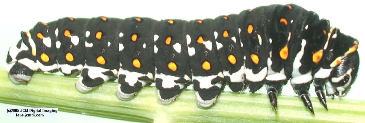 Papilio polyxenes coloro (Desert Black Swallowtail), formerly called Papilio rudkini (Rudkin's Swallowtail) Life Cycle JCMDI image